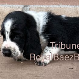 Tribune - Black and white male Basset Hound puppy in Sidney, Nebraska from Royal Baez Basset