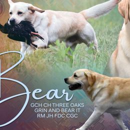 Labrador Retrievers and Nederlandse Kooikerhondjes from Three Oaks Farm