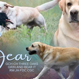 Labrador Retrievers and Nederlandse Kooikerhondjes from Three Oaks Farm