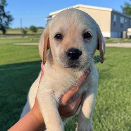 Daisy - Yellow female Labrador Retriever puppy in Garnett, Kansas from Timberland Creek Labradors