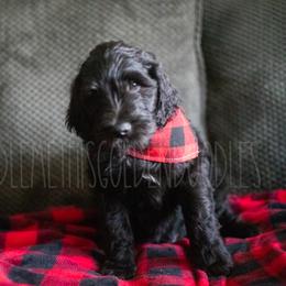 Goldendoodle Puppies from Doodle Me This Goldendoodles