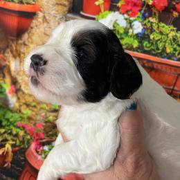 Lilah - Black and white female Cockapoo puppy in Lebanon, Missouri from Cobbs Creek Canines