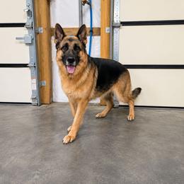 German Shepherd puppies from 501 Shepherds