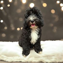 Rocket - Tri-color male Bernedoodle puppy in Thornville, Ohio from Four Front Doodles & Friends