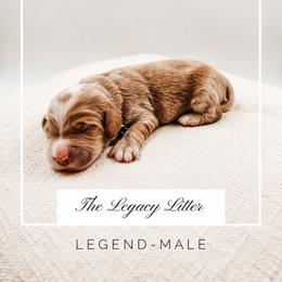 Legend - Apricot male Goldendoodle puppy in Hollister, Missouri from Wild Acres Goldendoodles