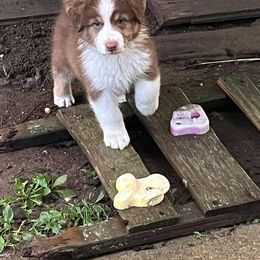 Australian Shepherd Puppies from Dawn Reid