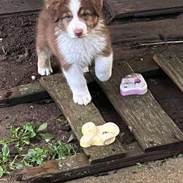 Australian Shepherd Puppies from Dawn Reid