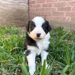 Freya - Black and white female Border Collie puppy in Mckinney, Texas from Border Collies of Ruidoso
