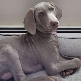 Weimaraners from City Weimaraner