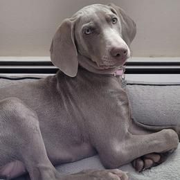 Weimaraners from City Weimaraner