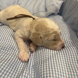 Louie - Parti male Poodle puppy in Mobile, Alabama from Semmy’s Standard Poodle LLC
