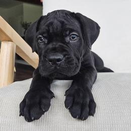 Boy 5 - Black male Cane Corso puppy in Jacksonville, North Carolina from Coliseum de Cassiope