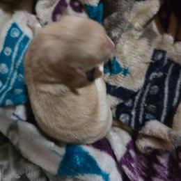 Cream girl A - Cream female Schipperke puppy in Alcester, South Dakota from Dakota Dreamin Schipperkes