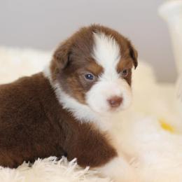 Miniature Australian Shepherd Puppies from Mountain Springs’ Aussies