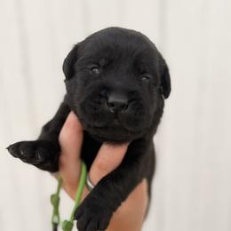 Light green - Black male Labrador Retriever puppy in At Henry, Ohio from Hickory Creek Labs