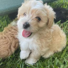 Sunny - Yellow and white male Bernedoodle puppy in Port Saint Lucie, Florida from Eastside Paws LLC