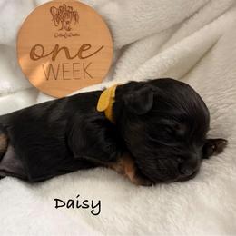 Girl 2 - Phantom female Bernedoodle puppy in Pottstown, Pennsylvania from Willow-Be Doodles