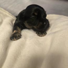 Brisco - Black and tan male Havanese puppy in Trinity, Alabama from Tooties Cuties Havanese