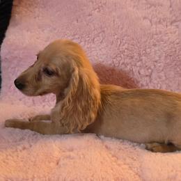 Sapphire's tiny cream girl - Cream female Dachshund puppy in Wheatfield, Indiana from Wines Wienery