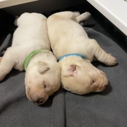 Labrador Retriever Puppies from Joy Luck Labs, LLC