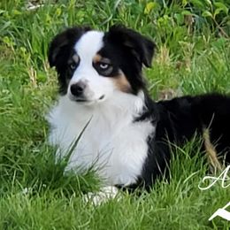 Miniature American Shepherd, Miniature Australian Shepherd, and Toy Australian Shepherd Puppies from Shade Tree Aussies