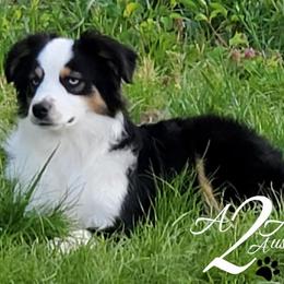 Miniature American Shepherd, Miniature Australian Shepherd, and Toy Australian Shepherd Puppies from Shade Tree Aussies