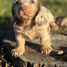 Dachshund Puppies from Red Dirt Doxies