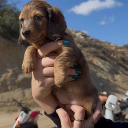 Luna - Dapple female Dachshund puppy in Moreno Valley, California from rdachshunds