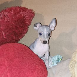 Everli Prezli - Red brindle and white American Hairless Terrier puppy in Lebanon, Missouri from Hearts Companions