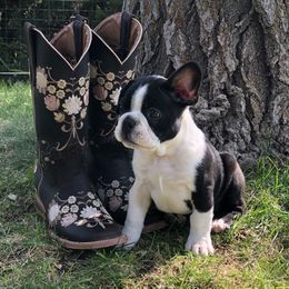 Boston Terrier Puppies from Furrever Boston Terriers