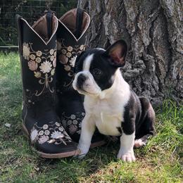 Boston Terrier Puppies from Furrever Boston Terriers