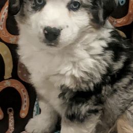 Aussiedoodles, Miniature Australian Shepherds, and Toy Australian Shepherds from Country Gals Aussies