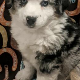 Aussiedoodles, Miniature Australian Shepherds, and Toy Australian Shepherds from Country Gals Aussies