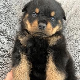 Meeka - Black and mahogany female Rottweiler puppy in Parker, Colorado from Denver Rotties