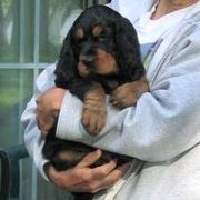Gordon Setter Puppies from Tri-sett