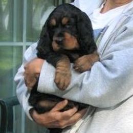 Gordon Setter Puppies from Tri-sett