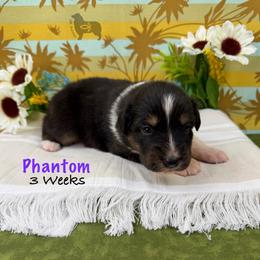 Phantom - Black tri-color female Australian Shepherd puppy in El Dorado Springs, Missouri from OR Aussies