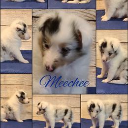 Shetland Sheepdog Puppies from Henotic Homestead
