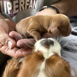 Cavalier King Charles Spaniel All Grown Up from Cutie Pie Cavaliers