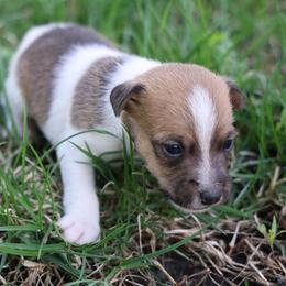Conner - Brown and white male Jack Russell Terrier puppy in West Bend, Iowa from Blue Skies Terriers