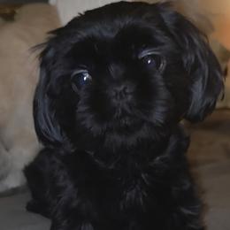 Bam - Shih Tzu