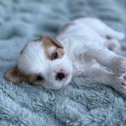 Ollie - Blenheim male Cavachon puppy in Draper, Utah from Cavachon Love Chocolate Cavaliers, Cavaliers, Cavachon’s, Cavapoos