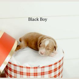 Black Boy - Red  male Goldendoodle puppy in Rio Linda, California from GoldendoodlePaw