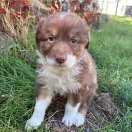 Zorro - Red tri-color male Australian Shepherd puppy in Grants Pass, Oregon from Carmel Mountain Aussies