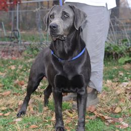 Dilute Retriever All Grown Up from Crowley’s Ridge Silver Labs