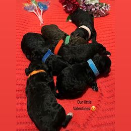 Goldendoodle Puppies from Our Darling Doodles
