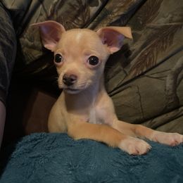 Chihuahua Puppies from Grandbaby Chihuahuas