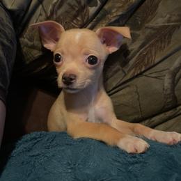 Chihuahua Puppies from Grandbaby Chihuahuas