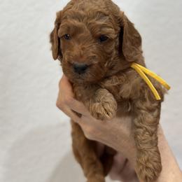 Goldendoodle Puppies from Kerri's Goldendoodles