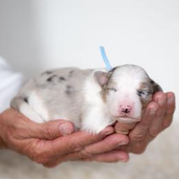 Paisley - Blue merle female Border Collie puppy in Conway, Missouri from 2J 2K Border Collies | Maremma Sheepdogs